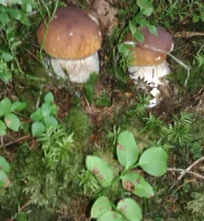 Erlauf - Ursprung, - 6 Personen, Outdoorsauna Mit Bachzugang * Mitterbach am Erlaufsee