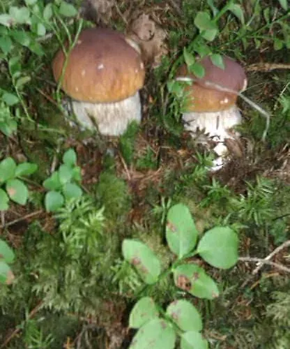 Erlauf - Ursprung, - 6 Personen, Outdoorsauna Mit Bachzugang * Mitterbach am Erlaufsee